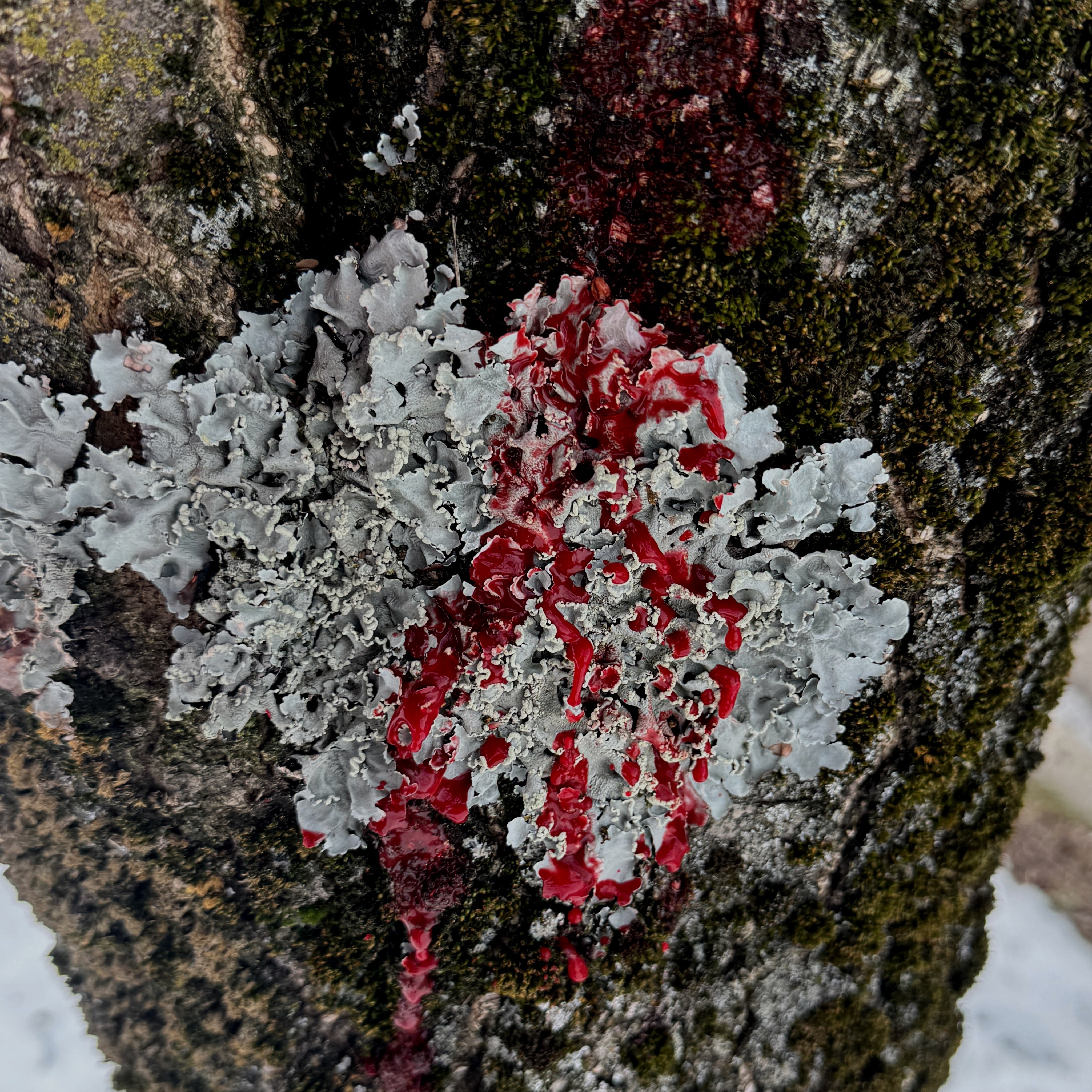 close up of lichen on a tree with wine/blood running down it 