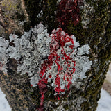 close up of lichen on a tree with wine/blood running down it 