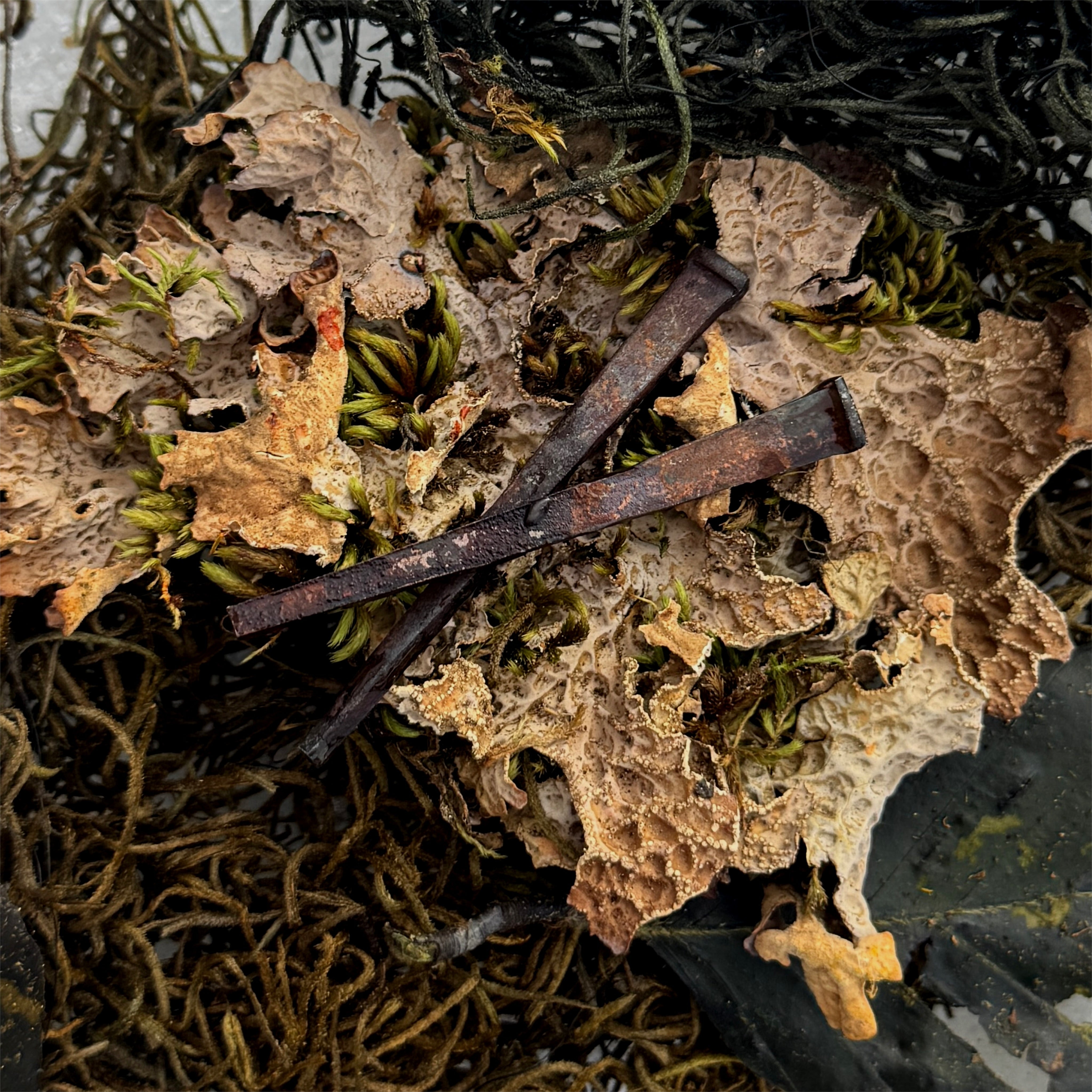 rusted coffin nails on a background of moss